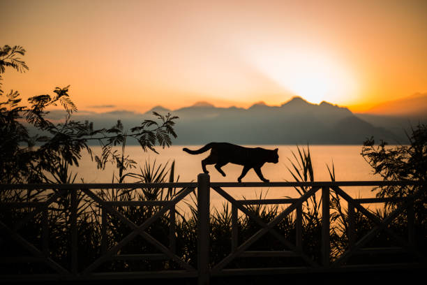 silhouette of cat walking at sunset