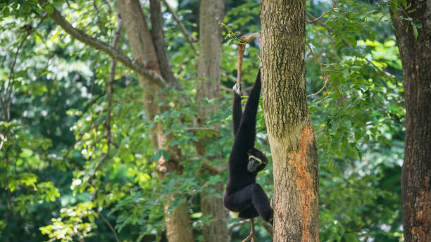istock Black Gibbon climbing on a tree 1420670960