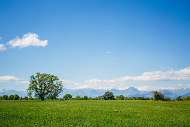 Green fields and blue sky in spring and early summer