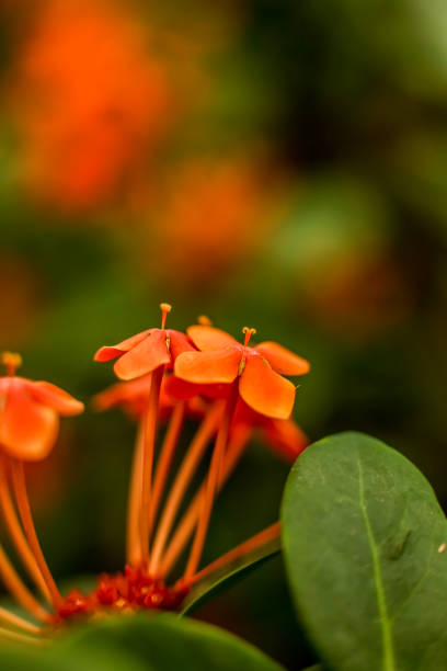 istock Flame of the Woods 1420671130