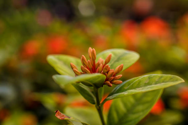 Flame of the Woods . Early blooms