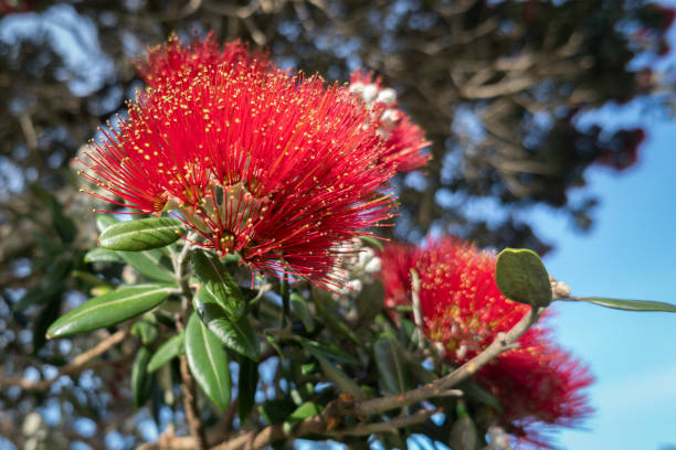 pohutukawa-bäume in voller blüte, neuseeländischer weihnachtsbaum. - pohutukawa tree christmas new zealand beach stock-fotos und bilder