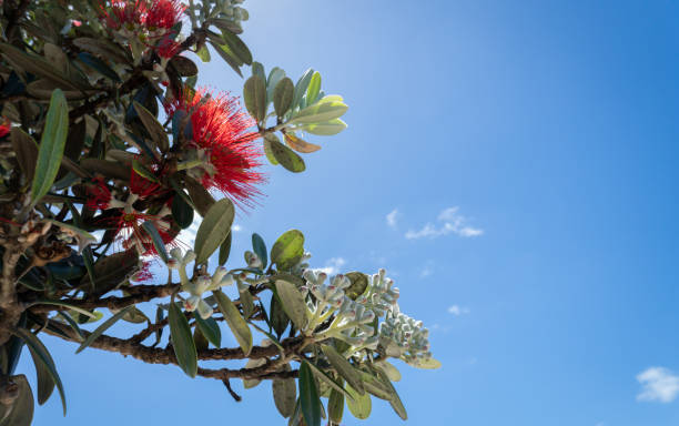 pohutukawa-bäume in voller blüte gegen einen blauen himmel, neuseeländischer weihnachtsbaum. - pohutukawa tree christmas new zealand beach stock-fotos und bilder