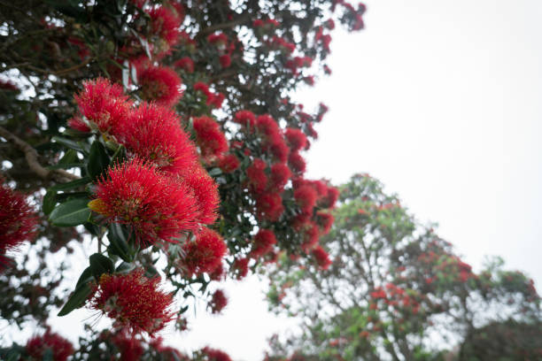 pohutukawa-bäume in voller blüte vor einem bewölkten himmel, neuseeländischer weihnachtsbaum. - pohutukawa tree christmas new zealand beach stock-fotos und bilder