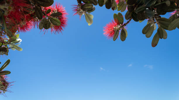 blauer himmel, eingerahmt von blühenden pohutukawa-bäumen, neuseeländischer weihnachtsbaum. - pohutukawa tree christmas new zealand beach stock-fotos und bilder