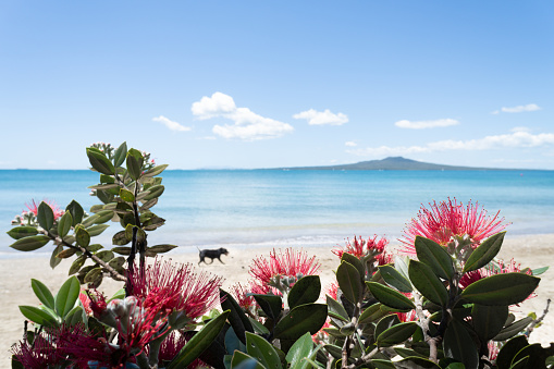 A dog walking at Takapuna beach. Rangitoto Island framed by red Pohutukawa flowers. Auckland.