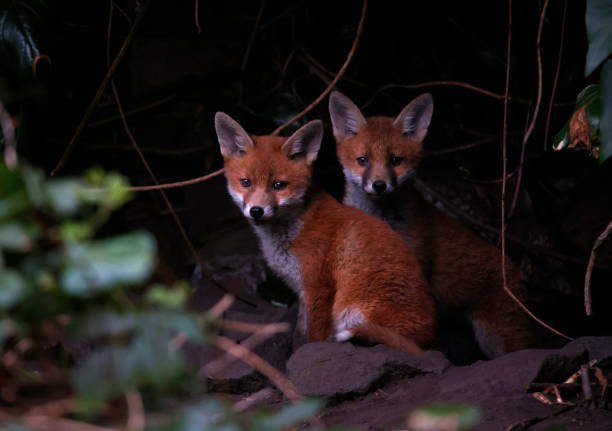 istock Fox cubs emerging from their den in the garden 1420672260
