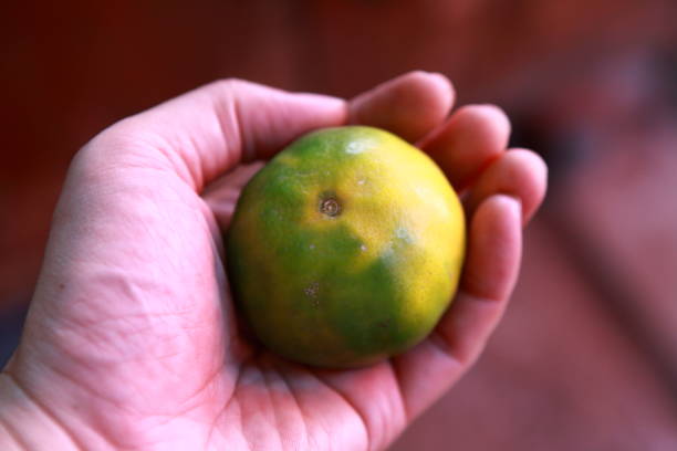 istock A guy hold an orange in his hand 1420672647