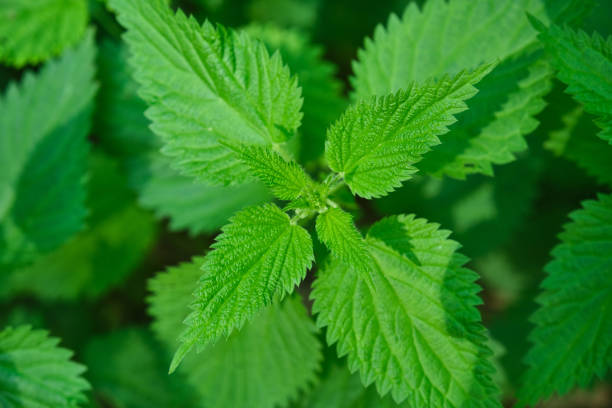 istock leaves of a Urtica dioica, known as nettle 1420672761