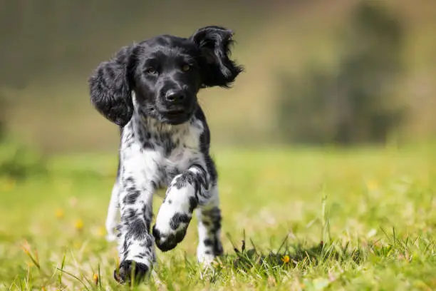 Dog, Puppy, Happiness, Pets, Cute, Large Münsterlander, Hunting Dog