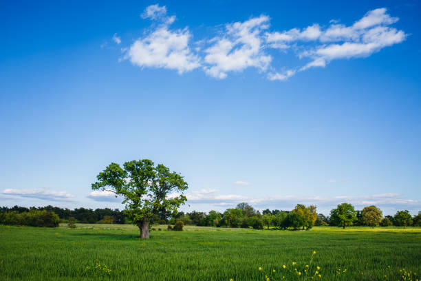 istock Field of spring fresh green grass 1420672949