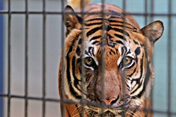 istock Close-Up Portrait Of A Tiger Behind Bars 1420673688