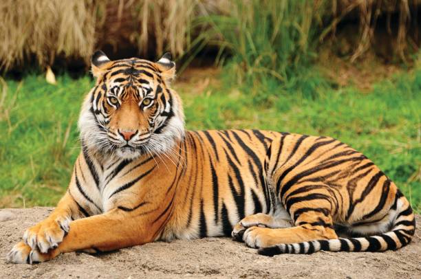 ritratto di un allarme tigre reale del bengala e fissa la fotocamera. animale nazionale del bangladesh - color image aggression wildlife horizontal foto e immagini stock