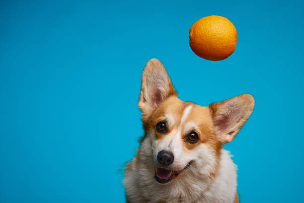 istock A ripe orange hangs over the dog's head. 1420677014