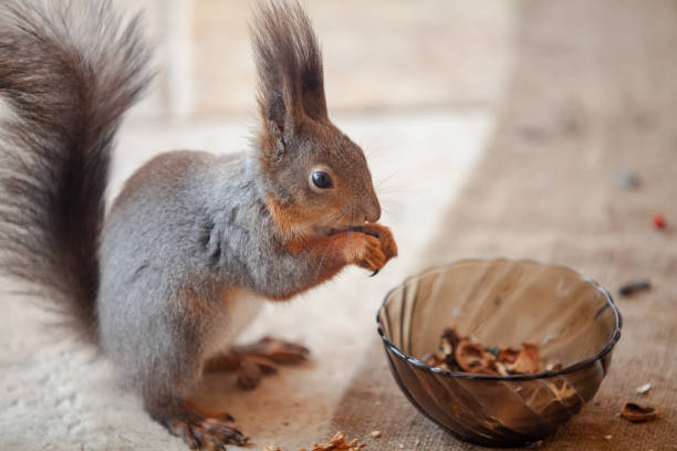 istock Squirrel gnaws nut close-up. Nearby is glass plate 1420678182