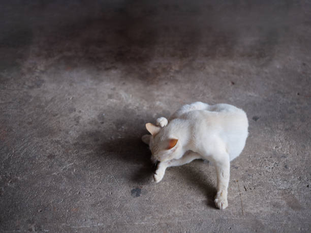 ANIMAL BACKGROUND . white cat on the floor and licks the paws .