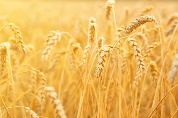 istock wheat ears close up, wheat fields on sunset, grain of wheat harvest 1420679960