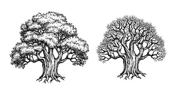 illustrazioni stock, clip art, cartoni animati e icone di tendenza di alberi di tasso vivi e appassiti. - autumn tree root forest
