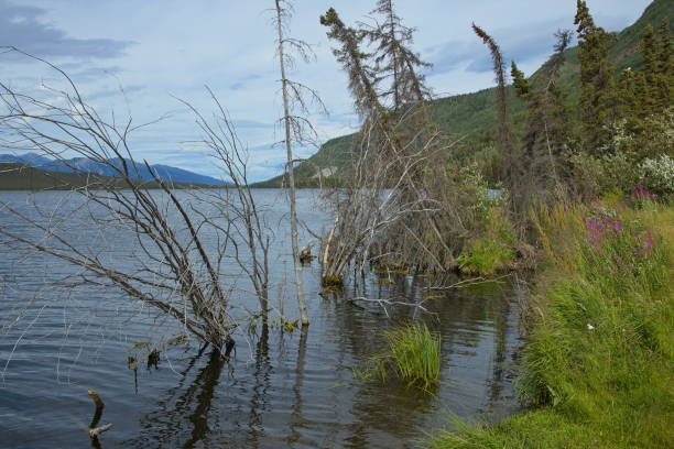istock Landscape at Pickhandle Lake in Yukon,Canada,North America 1420684481