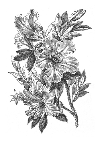 Vintage engraved illustration isolated on white background - Bonsai tree Satsuki azalea