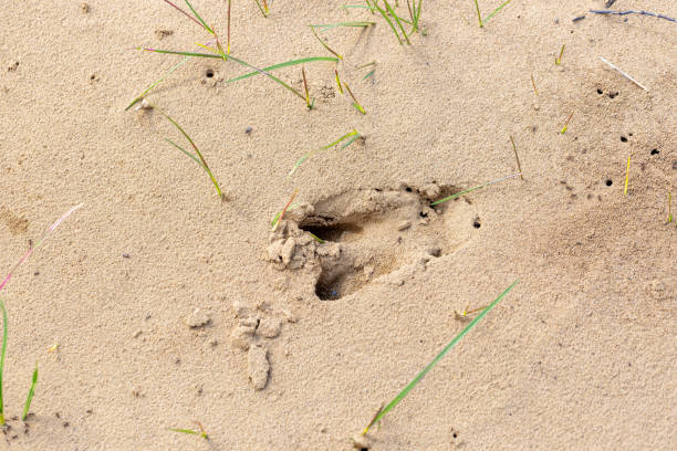 Roe deer (Capreolus capreolus) footprint in the sand