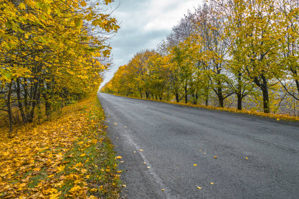 istock Car road between autumn colorful trees. Perspective view to far 1420688607