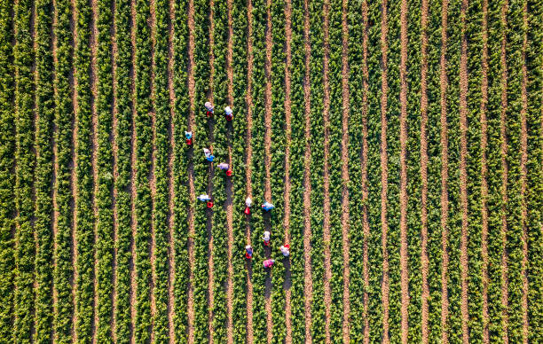 farmers working harvesting on the pepper field, aerial view - birds eye chilli imagens e fotografias de stock