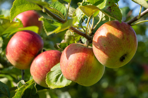 close up image of apples - apple tree apple orchard apple autumn imagens e fotografias de stock