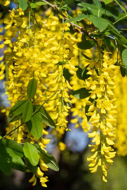 Common Laburnum (Laburnum anagyroides), close-up of the blooming tree during summertime