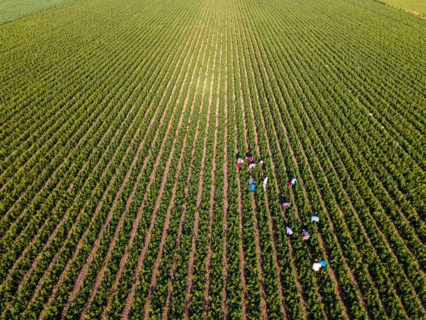 farmers working harvesting on the pepper field, aerial view - birds eye chilli imagens e fotografias de stock
