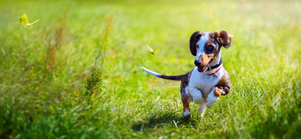 Dachshund puppy playing while walking in autumn park; sunny day in nature Dachshund puppy playing while walking in autumn park; sunny day in nature dachshund photos stock pictures, royalty-free photos & images