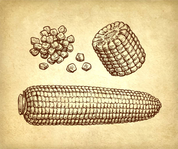 Corncob and handful of corn kernels. Ink drawing of maize on old paper background. Vintage style.