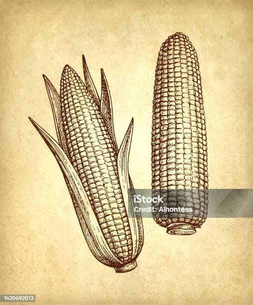 Corn Drawing Example Ink Drawing Of Corn Stock Illustration - Download Image Now - Corn ...