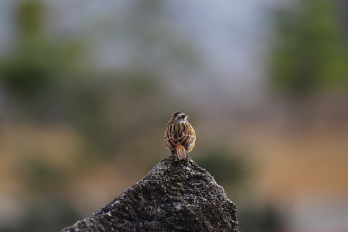 Wild birds perching on rocks Bunting