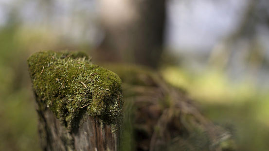Close up of green moss on a tree stump with blurred forest on the background, summer nature concept. An old tree stub covered with moss.