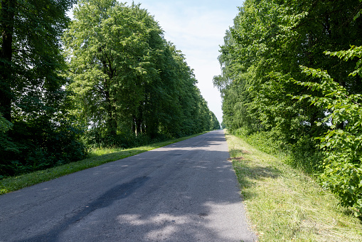 paved road for car traffic, road for vehicles through a mixed forest with trees in summer