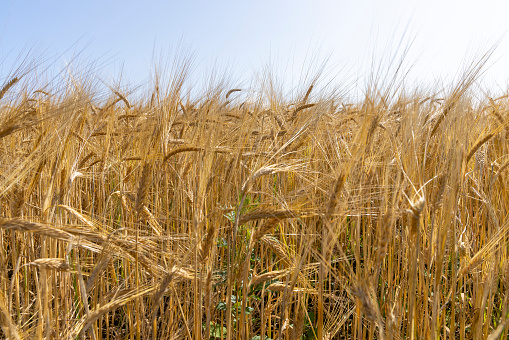 Agricultural field with yellow golden grain harvest, ripe wheat harvest in summer