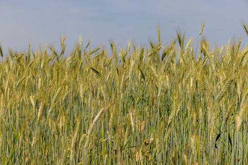 Wheat field with unripe wheat swaying in the wind , summer time of the year in a field with ripening grain wheat
