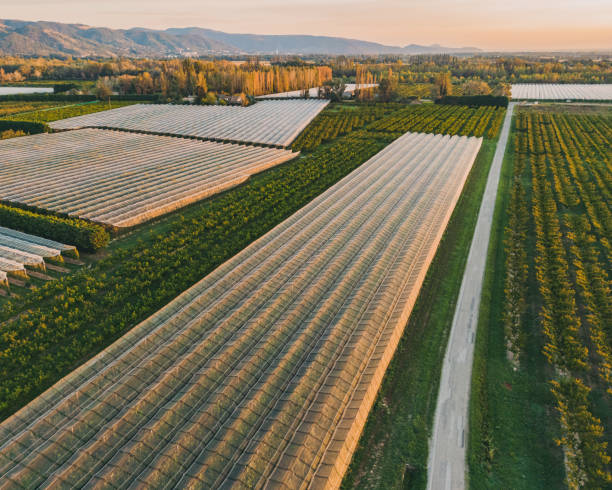 istock Panoramic view on fields with a hail protection net, apple trees, pear trees, peaches during the rising sun. The sun's rays hitting the trees 1420705437