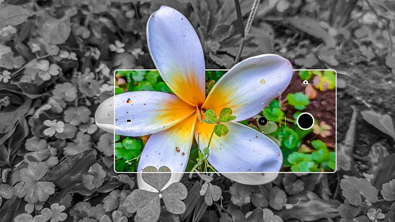 photo of frangipani flowers in a smartphone camera frame that fell on the grass in the dry season, the photo taken is located in Indonesia, Bandung, West Java on 18, august, 2021
