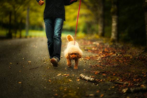 istock dog 363 Dog-walking 1420705799