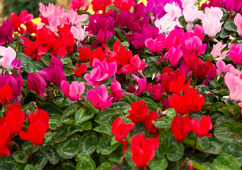 cyclamen spring multicolor pink, red and white flowers, home plants