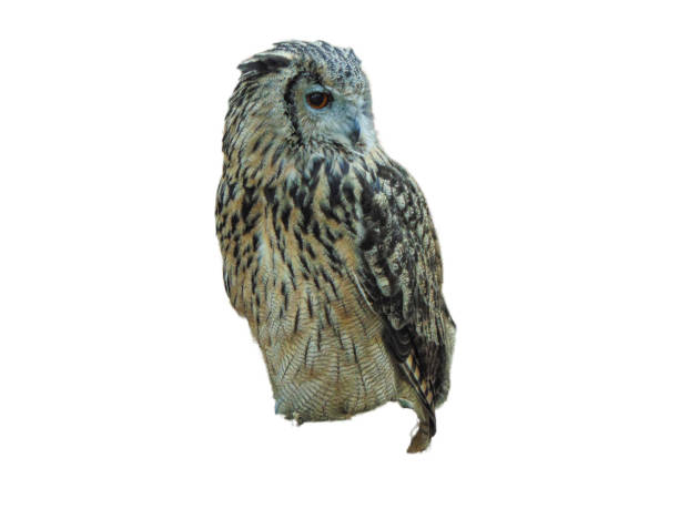 istock Eurasian eagle owl (Bubo bubo) isolated on white 1420707798
