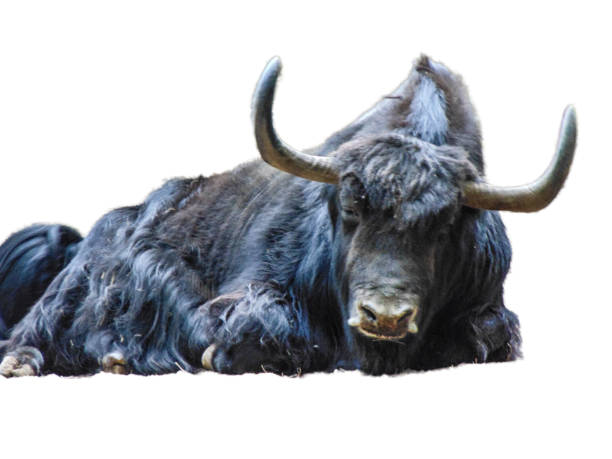 istock Black yak isolated on white background 1420707852