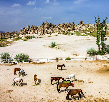 Horses animals feeding in stable, Goreme, Cappadocia, Turkey