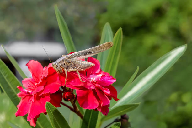 The brown locust, green leaves and red oleander flower