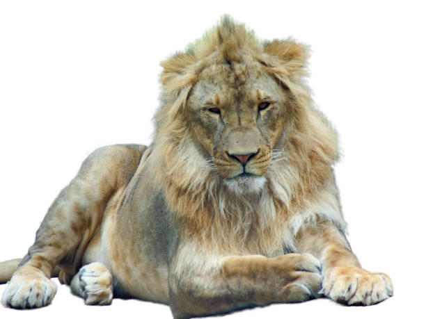 istock Lion isolated on white background. Big lion on white 1420708086