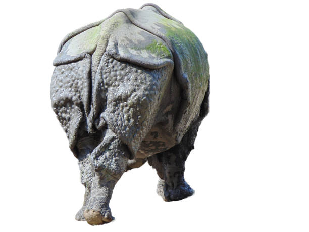 Statue of Rhinocerus with baby in a garden, India