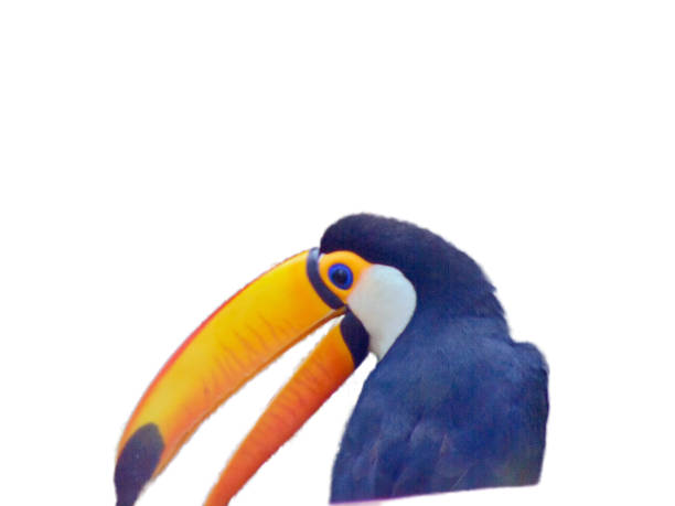 istock beautiful toucan isolated on white 1420708529