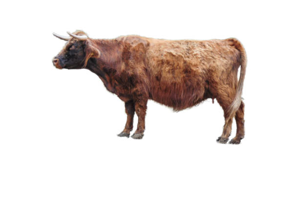 istock Highland cow isolated on white background 1420708530